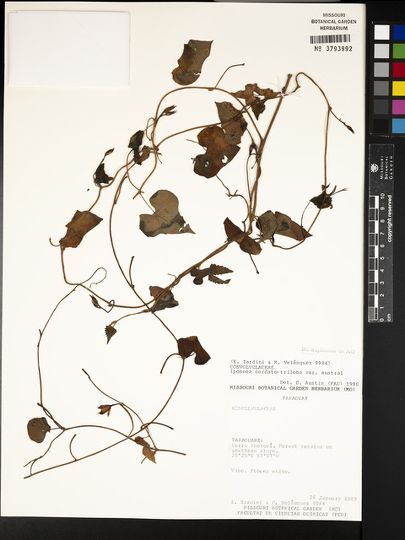 Ipomoea australis photo 6