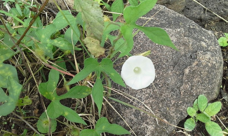 Canyon Morning-Glory