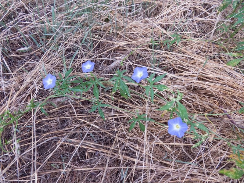 Canyon Morning-Glory photo 2