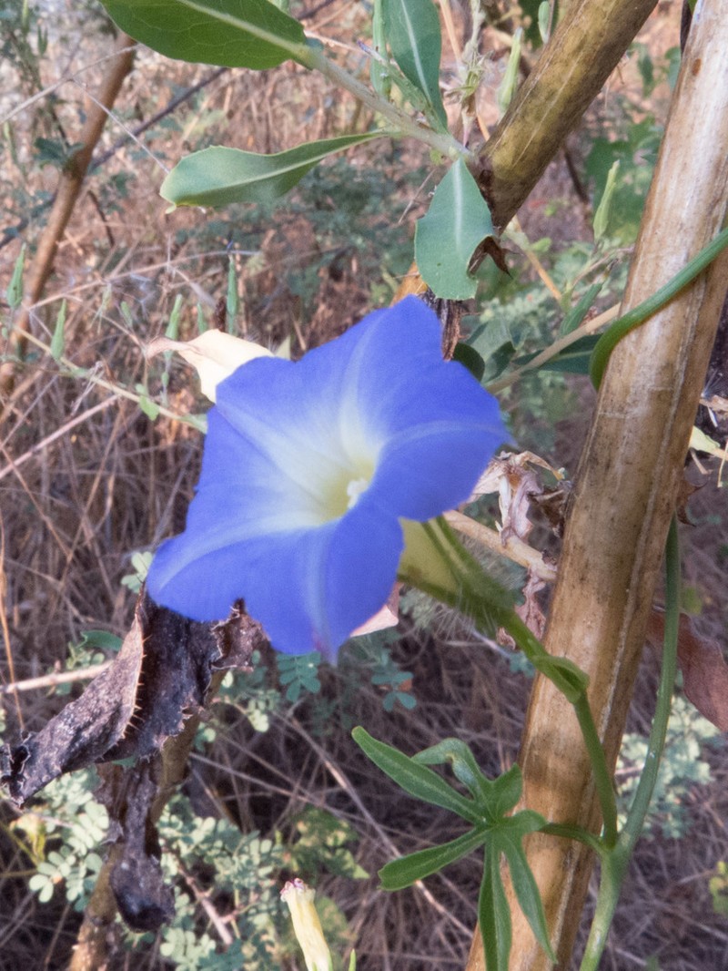 Canyon Morning-Glory photo 3