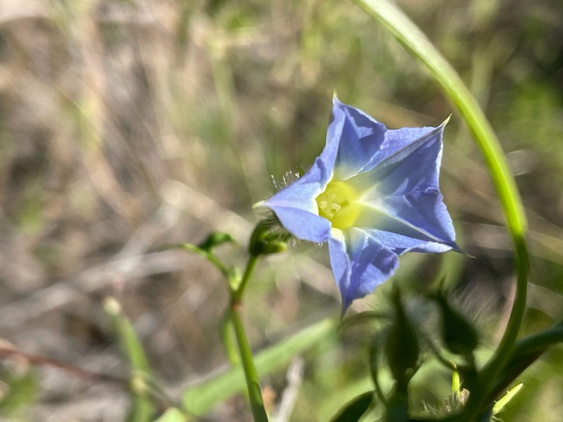 Canyon Morning-Glory photo 4