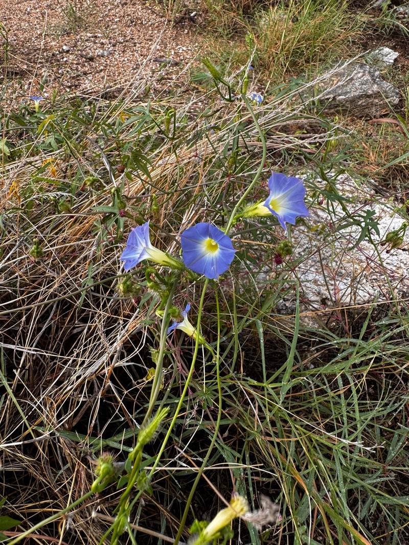 Canyon Morning-Glory photo 5