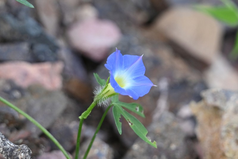 Canyon Morning-Glory photo 6
