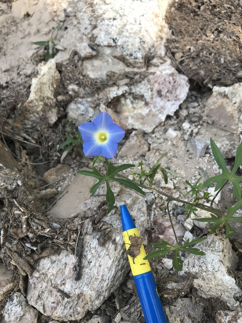 Canyon Morning-Glory photo 8