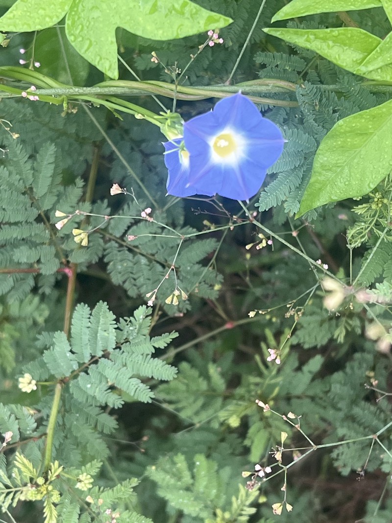Ipomoea barbatisepala var. angustata