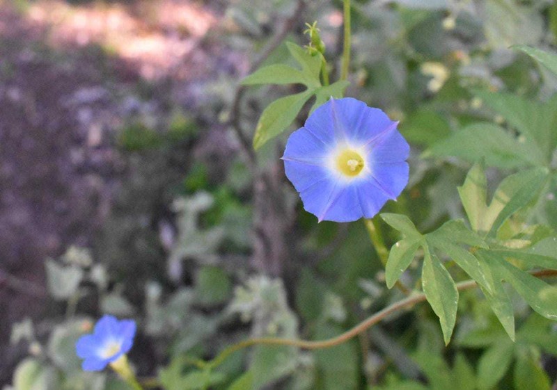 Ipomoea barbatisepala var. angustata photo 2