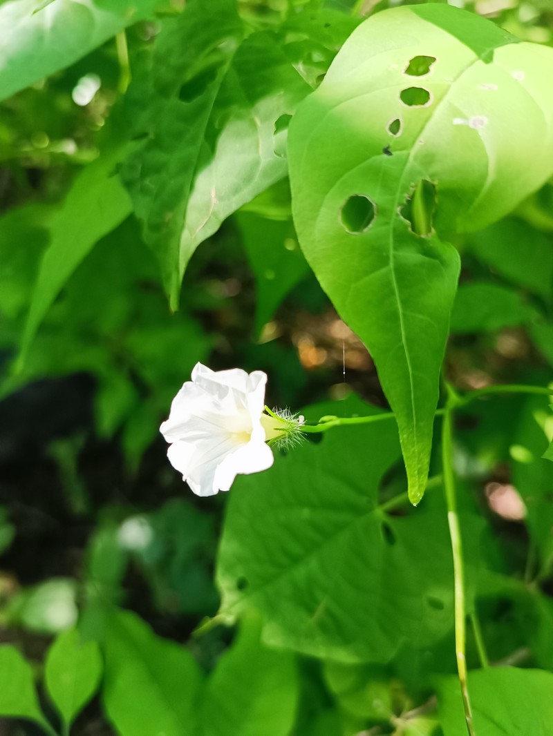 Ipomoea barbatisepala var. barbatisepala