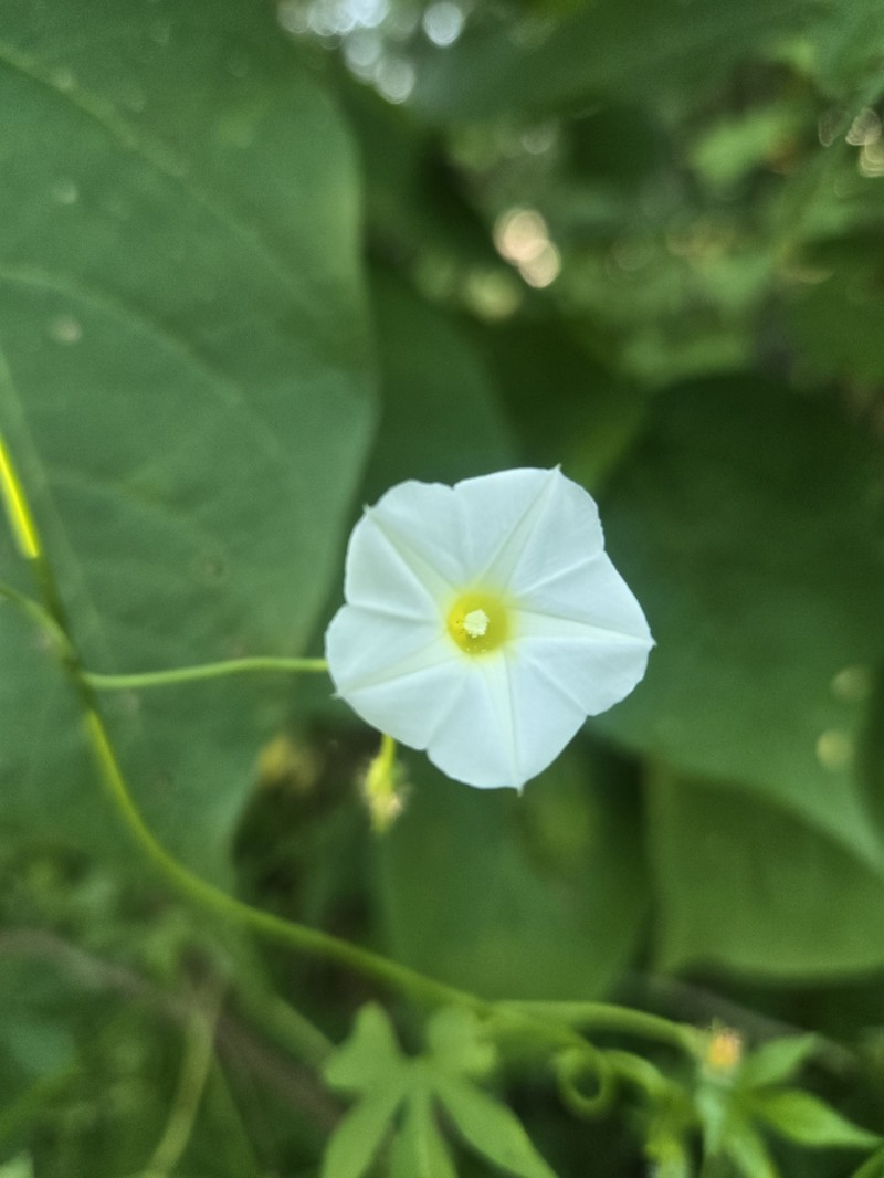 Ipomoea barbatisepala var. barbatisepala photo 2