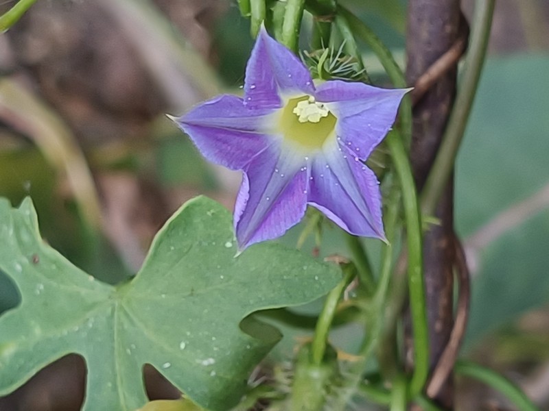 Ipomoea barbatisepala var. barbatisepala photo 3