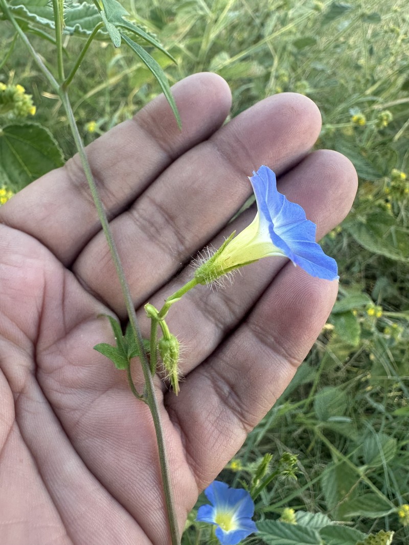Ipomoea barbatisepala var. barbatisepala photo 4