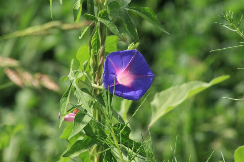 Ipomoea barbatisepala var. barbatisepala photo 6