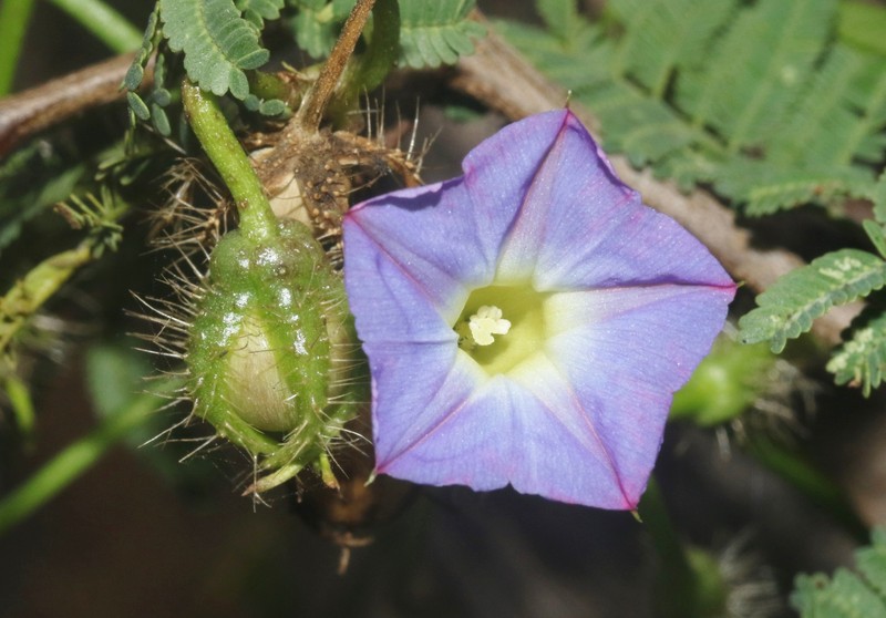 Ipomoea barbatisepala var. barbatisepala photo 8