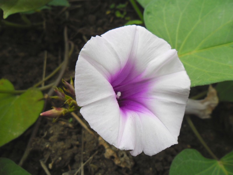 Sweetpotato photo 2