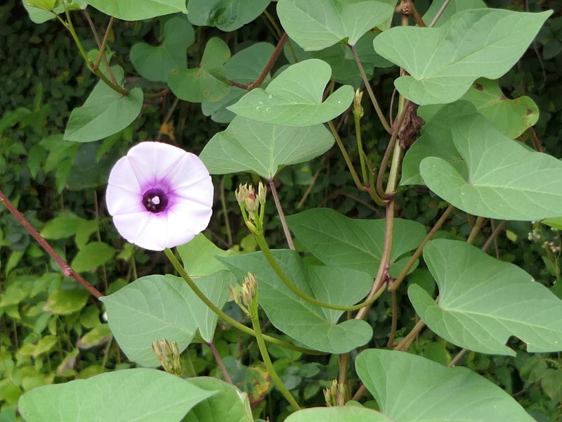 Sweetpotato photo 5