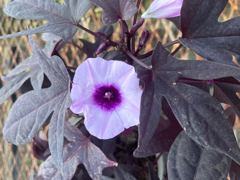 Sweetpotato photo 8