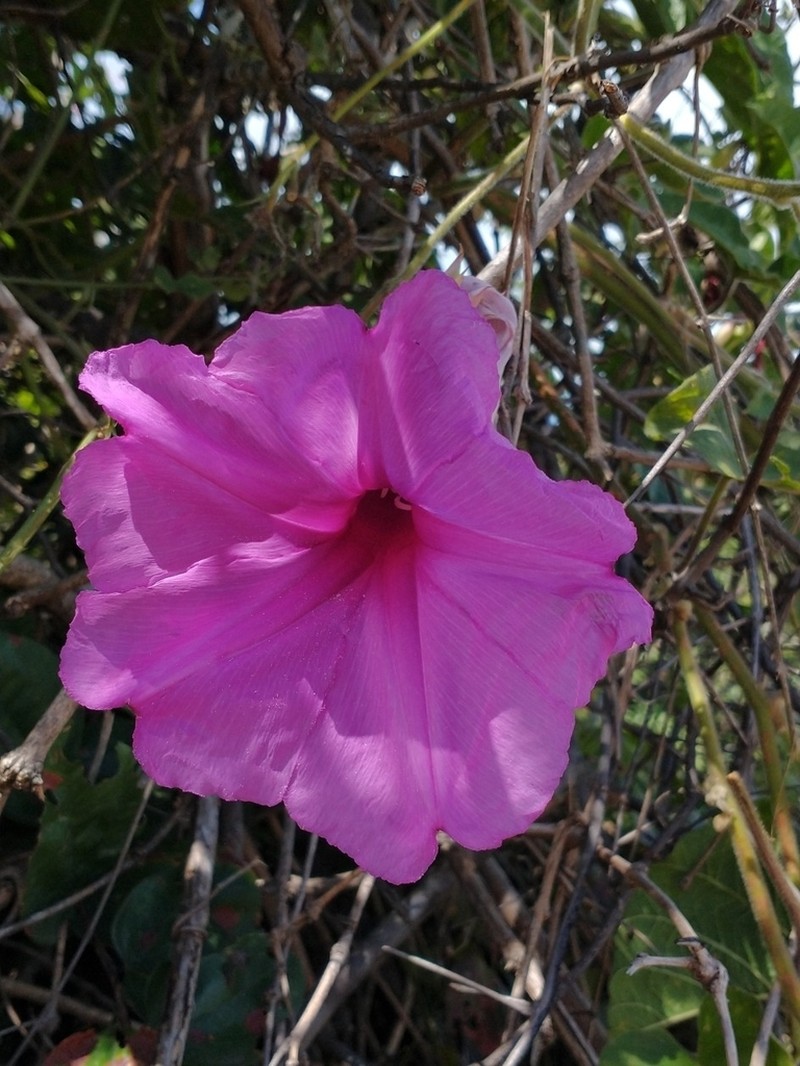 Ipomoea bonsai
