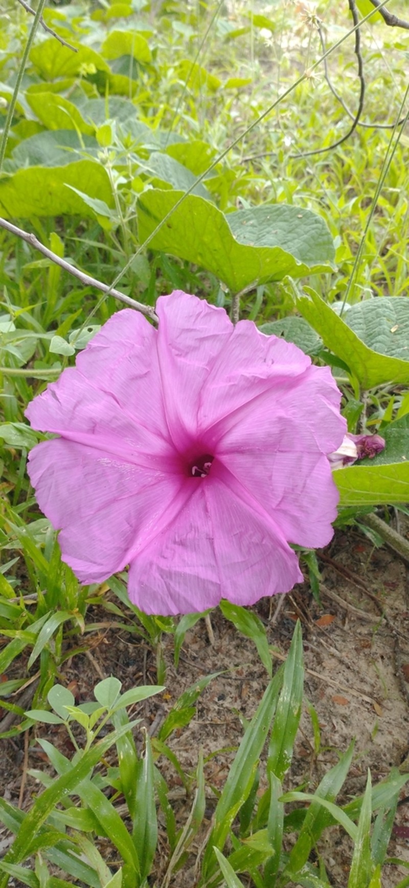 Ipomoea bonsai photo 2