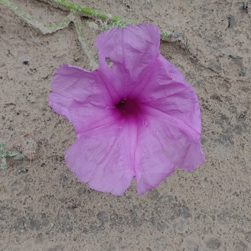 Ipomoea bonsai photo 3
