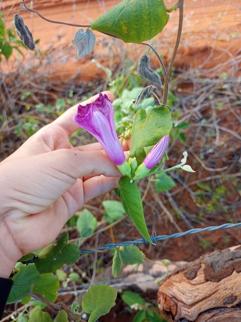 Ipomoea brasiliana var. brasiliana
