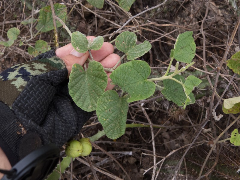 Ipomoea brasiliana var. brasiliana photo 2