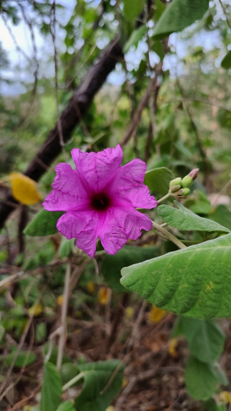 Ipomoea brasiliana var. subincana