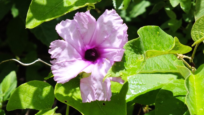 Ipomoea brasiliana var. subincana photo 2