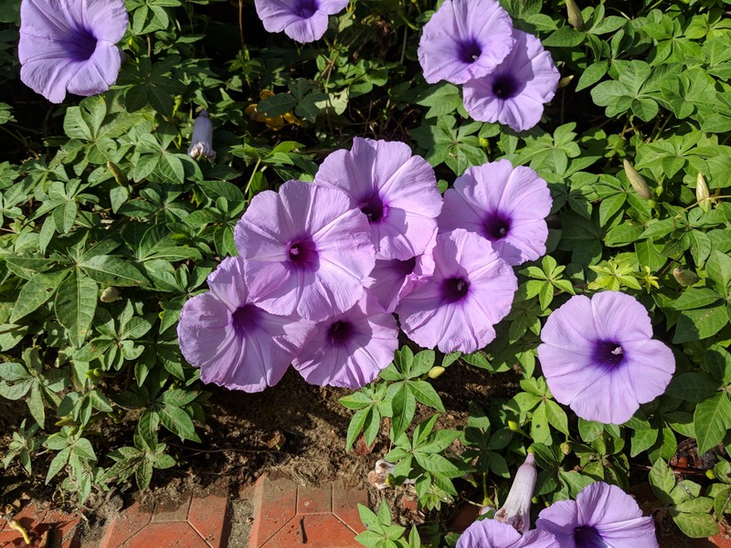 Mile A Minute Vine photo 2