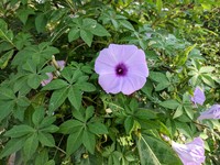Mile A Minute Vine