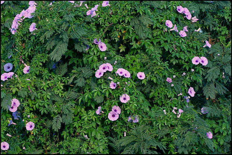 Mile A Minute Vine photo 5