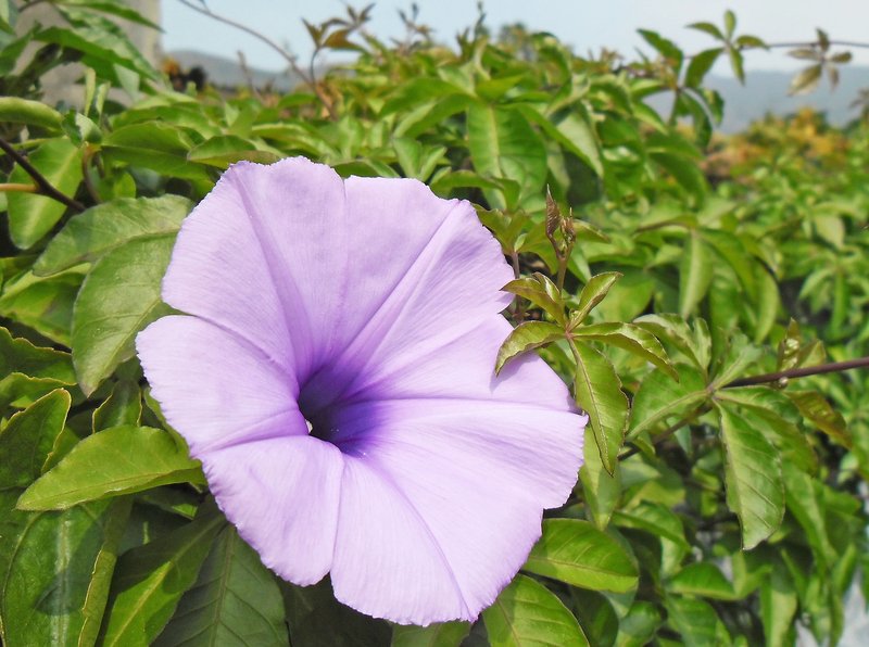 Mile A Minute Vine photo 7