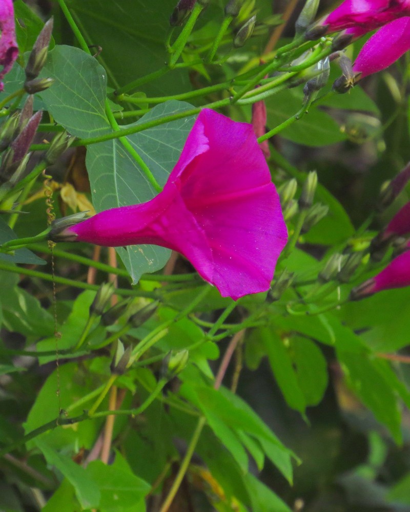 Ipomoea calcicola photo 2