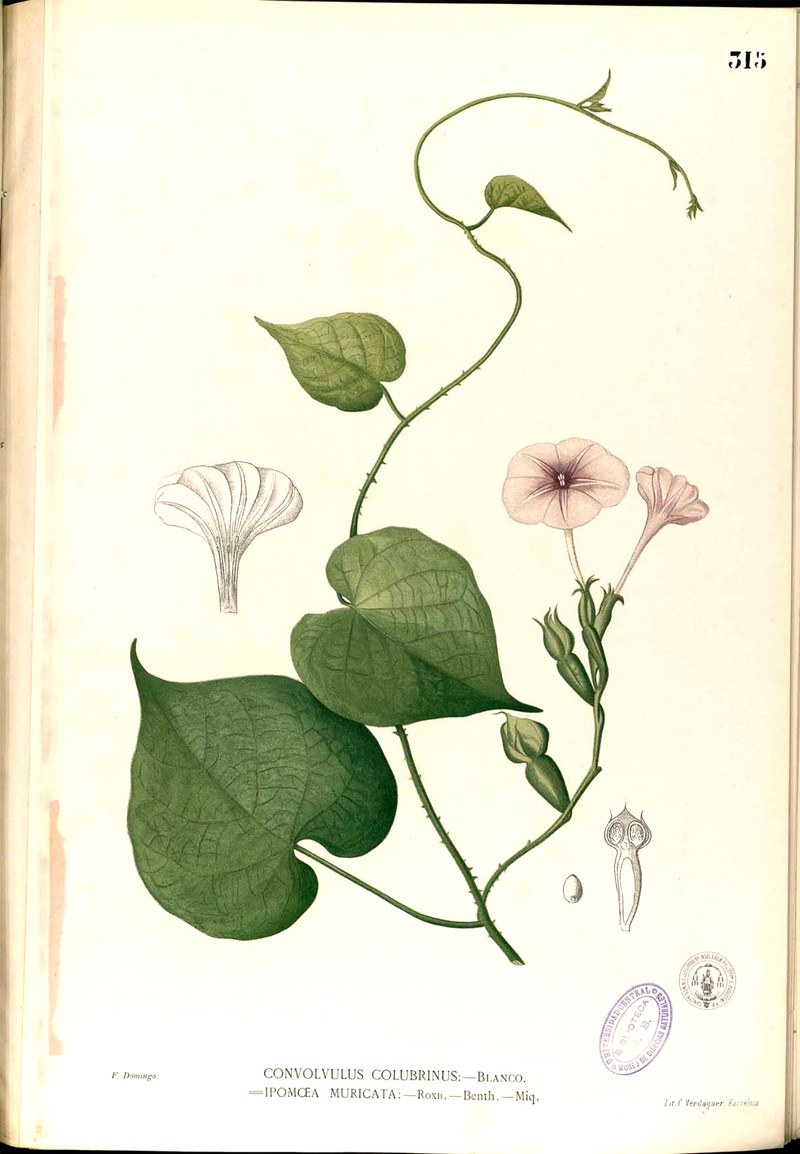 Purple Morning-Glory photo 4