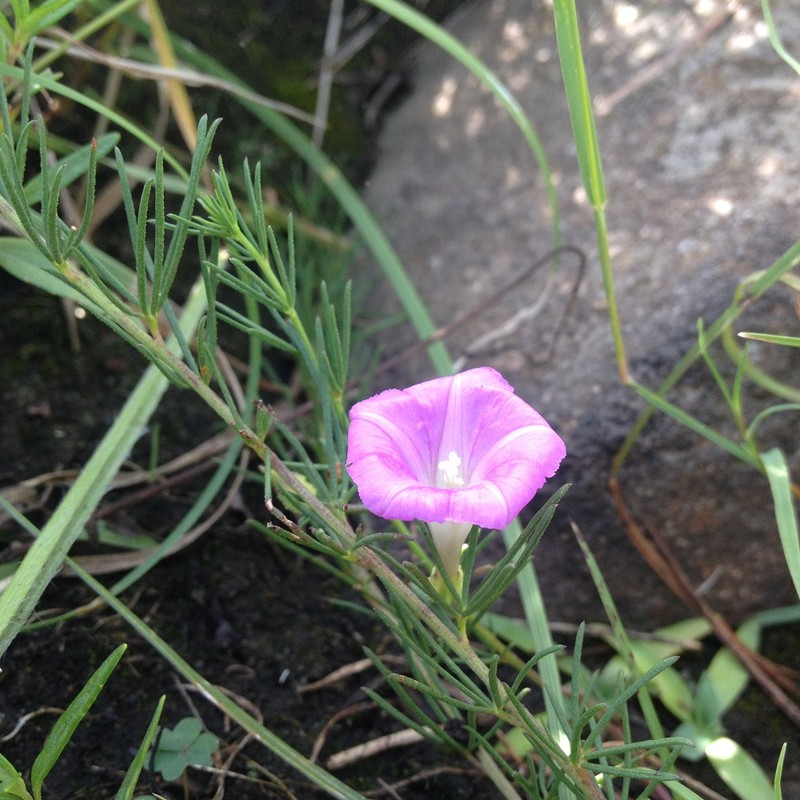 Purple Morning-Glory photo 2