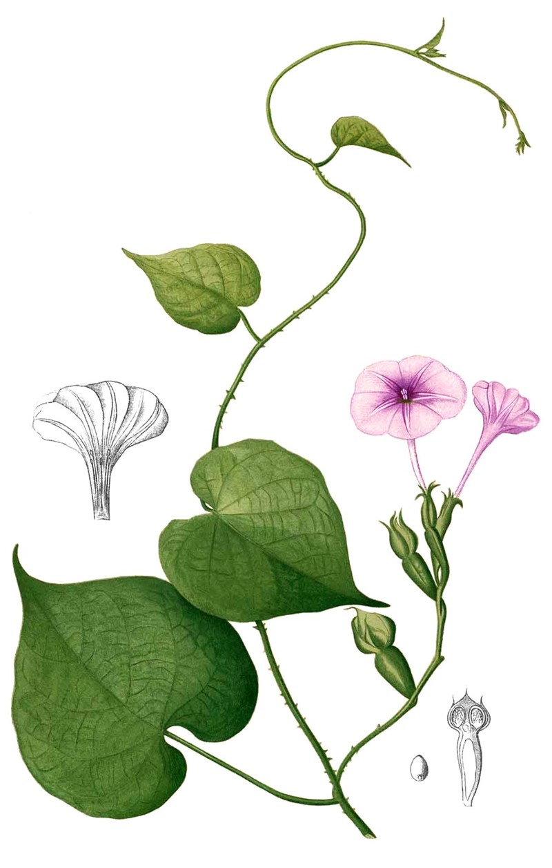 Purple Morning-Glory