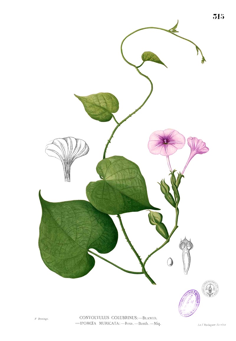 Purple Morning-Glory photo 3