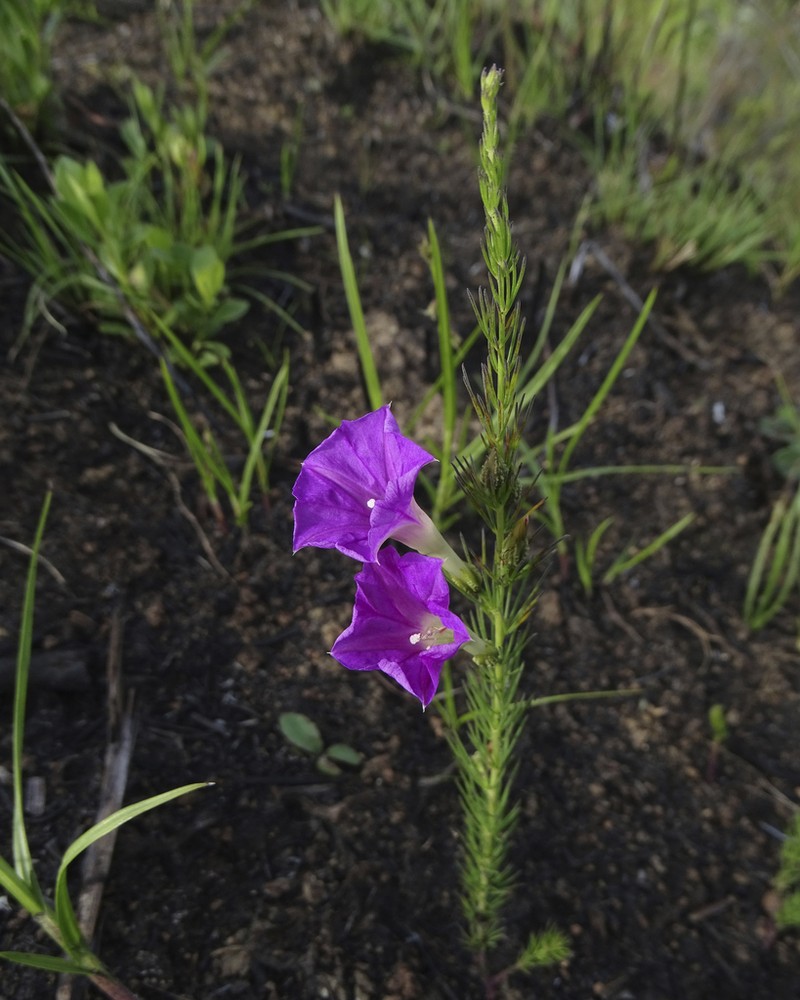 Purple Morning-Glory