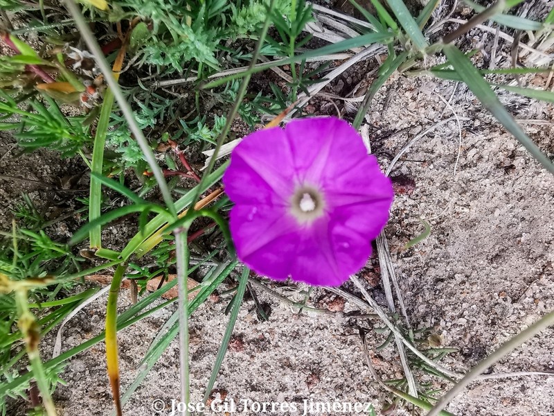 Purple Morning-Glory photo 3