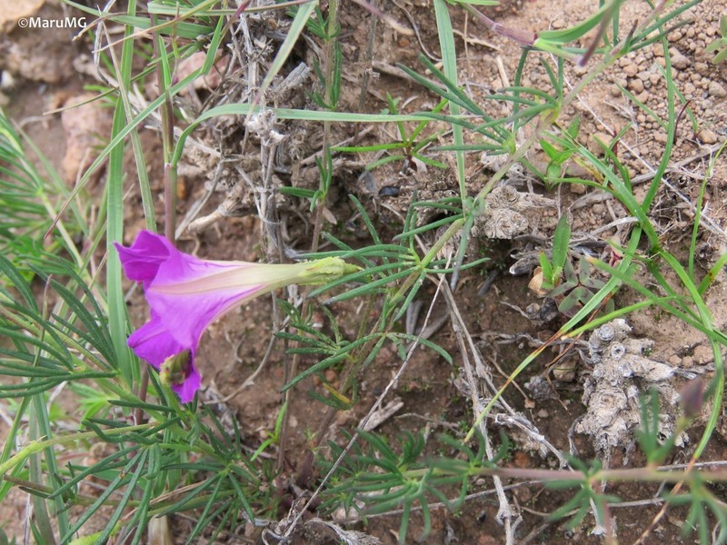 Purple Morning-Glory photo 4