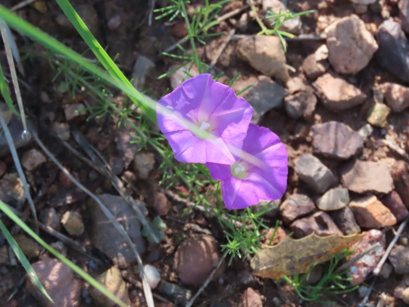 Purple Morning-Glory photo 5