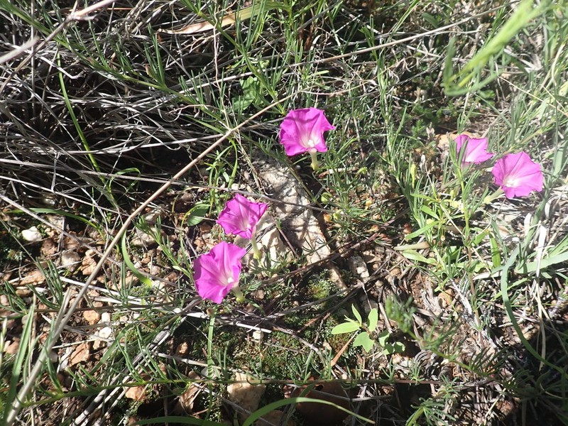 Purple Morning-Glory photo 6