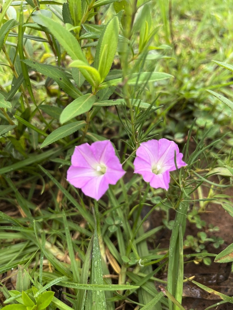 Purple Morning-Glory photo 7