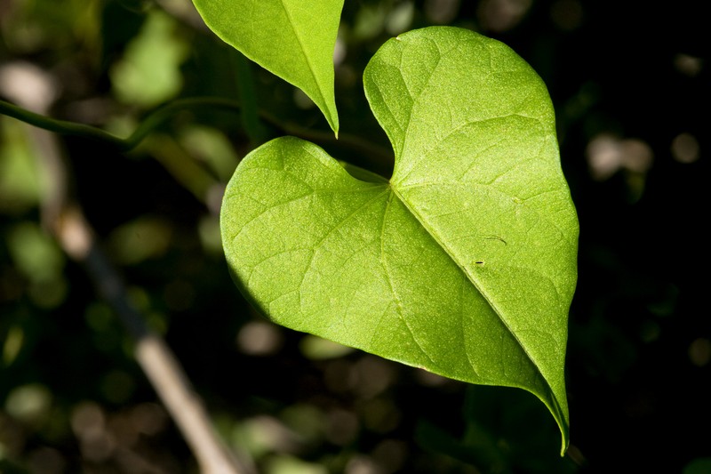 Heartleaf Morning-Glory photo 3