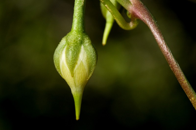 Heartleaf Morning-Glory photo 4
