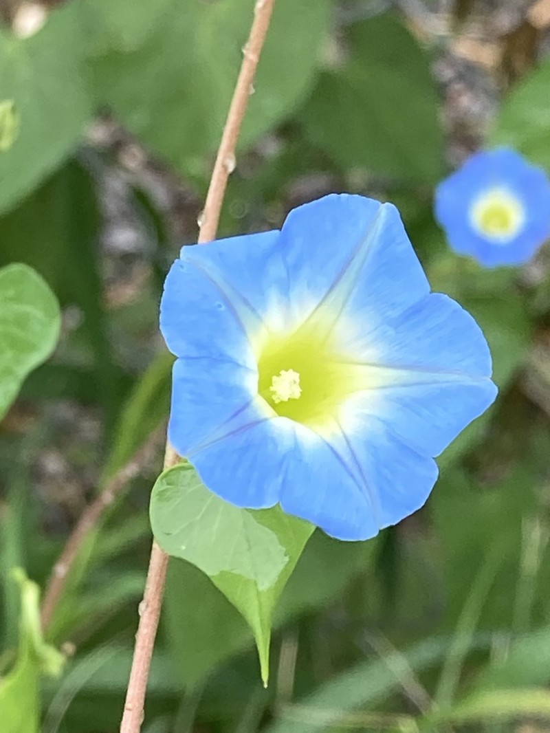 Heartleaf Morning-Glory