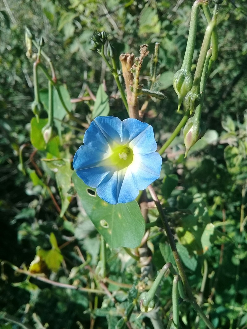Heartleaf Morning-Glory photo 2