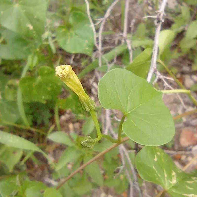 Heartleaf Morning-Glory photo 3