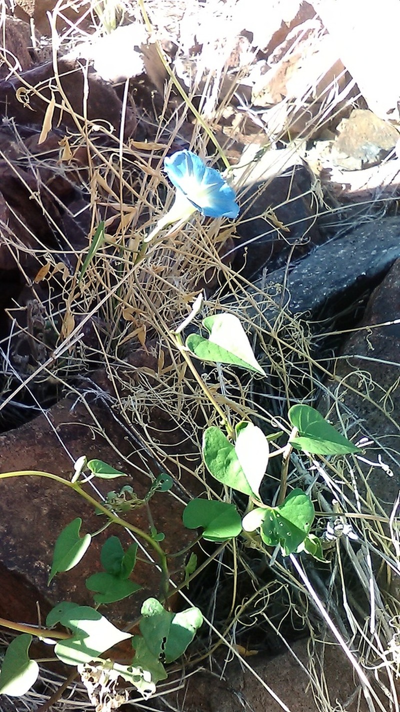 Heartleaf Morning-Glory photo 4