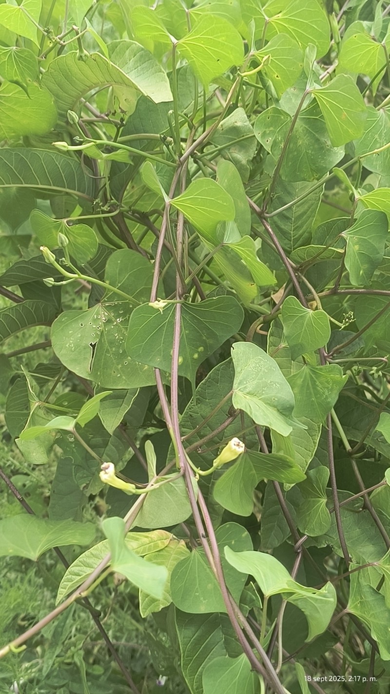 Heartleaf Morning-Glory photo 6