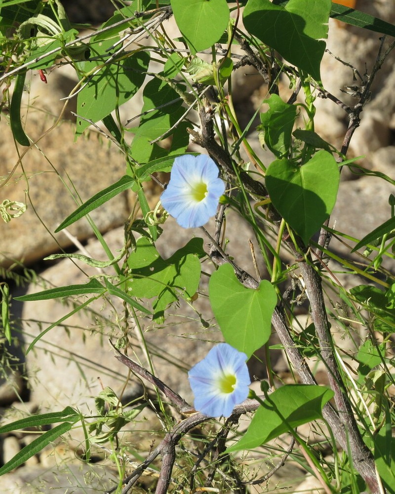Heartleaf Morning-Glory photo 7