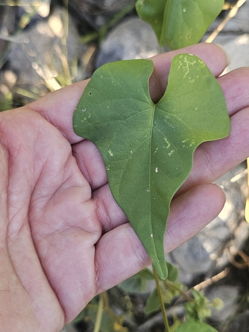 Heartleaf Morning-Glory photo 8